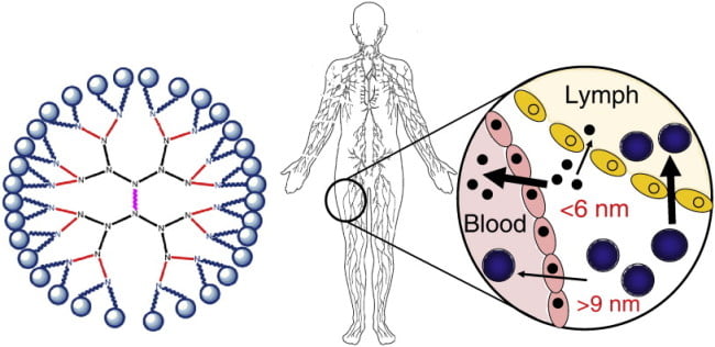A Glance at Graphical Abstracts - MIT Graduate Program in Comparative ...